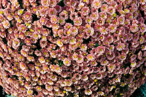Fototapeta Naklejka Na Ścianę i Meble -  Blumenstrauß