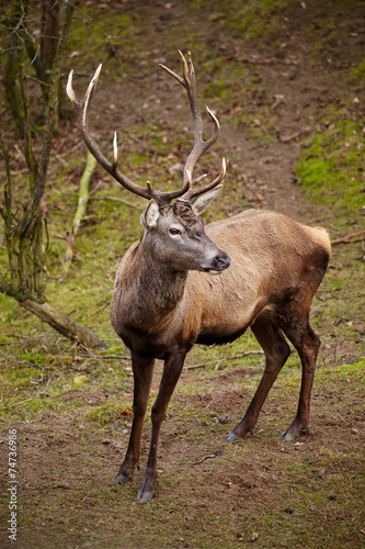 Beautiful image of deer stag in forest landscape of forest in Au