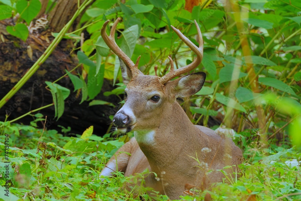 Whitetail Deer Buck Whitetail Deer Buck