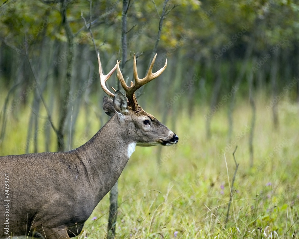 Whitetail Deer Buck