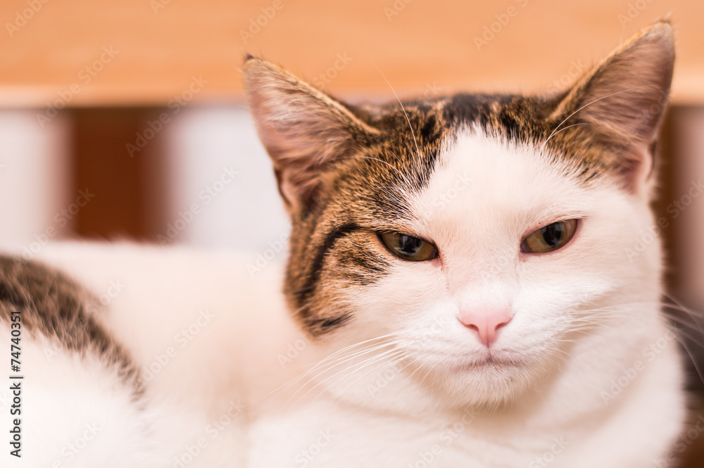 A nice cat A nice cat