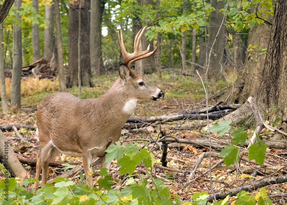 Whitetail Deer Buck Whitetail Deer Buck