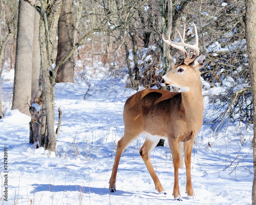 Whitetail Deer Buck Whitetail Deer Buck