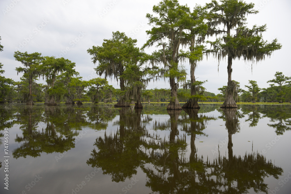 Classic Bayou Swamp Scene of the American South