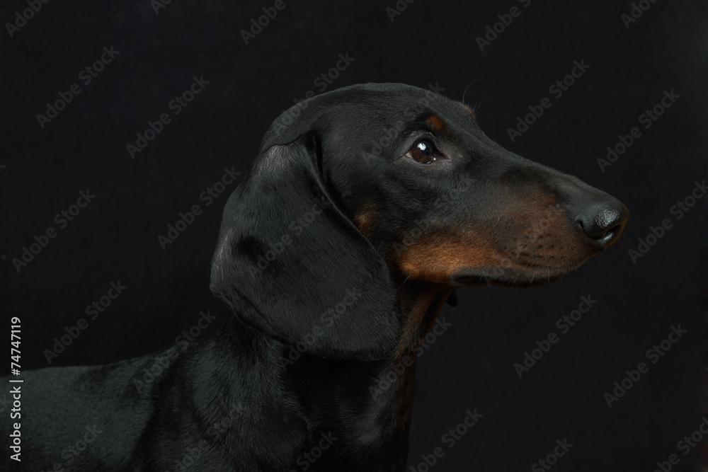 Young smooth black and tan dachshund  on black background