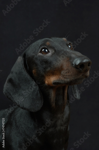 Young smooth black and tan dachshund  on black background © Alexey Antipov
