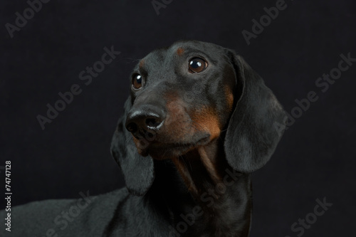 Young smooth black and tan dachshund on black background