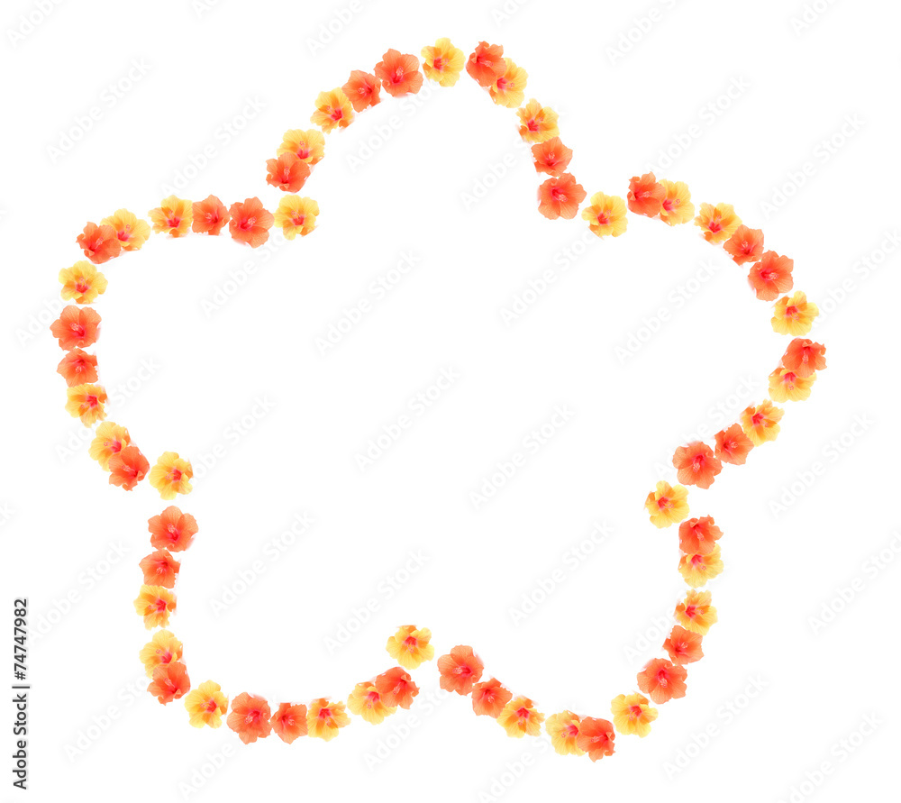 flower isolated on white background