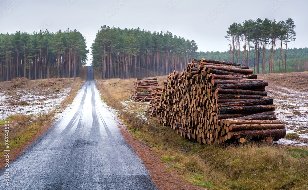 Pine forest, stroma and road