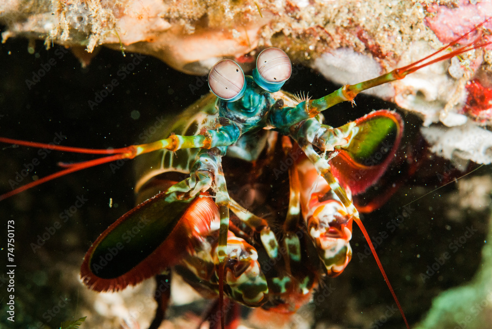 Fototapeta premium Peacock mantis shrimp in Ambon, Maluku, Indonesia underwater