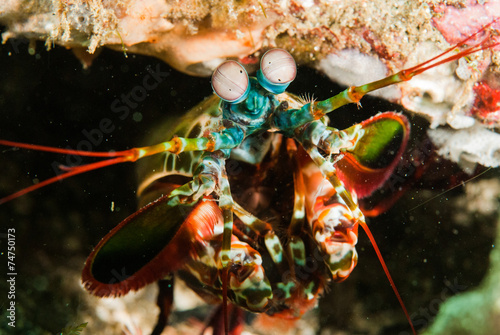 Peacock mantis shrimp in Ambon, Maluku, Indonesia underwater
