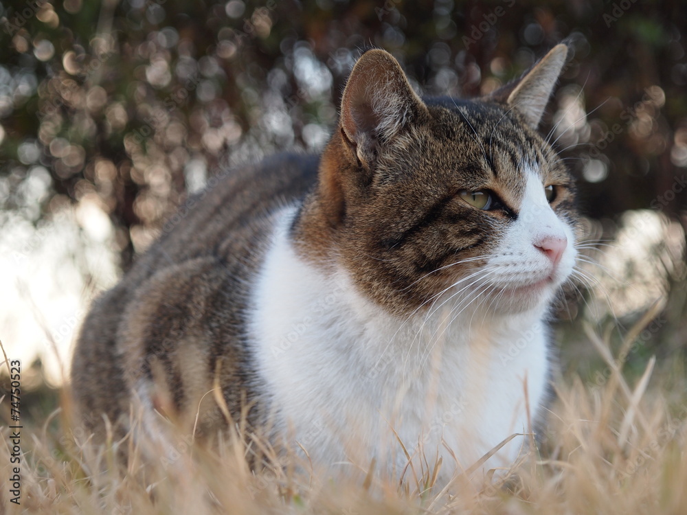 Obraz premium 草地に座る猫