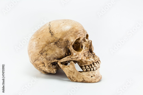 Side view of human skull