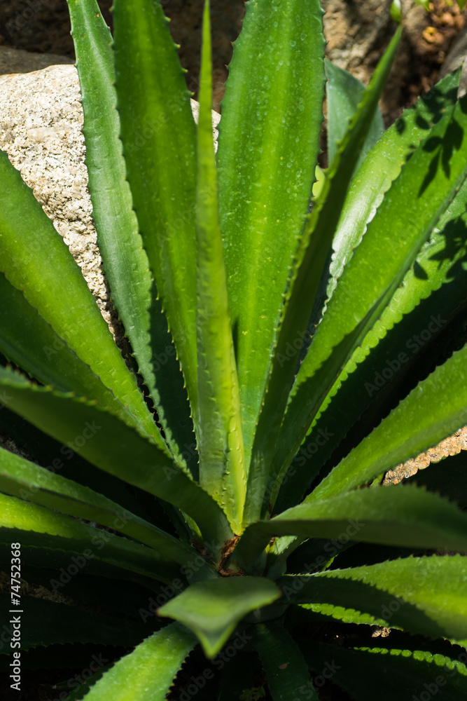 Agave, ASPARAGACEAE Agave, ASPARAGACEAE