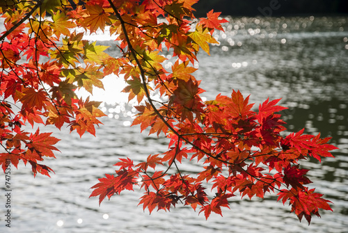 Red Maple Leaves and Lake Background