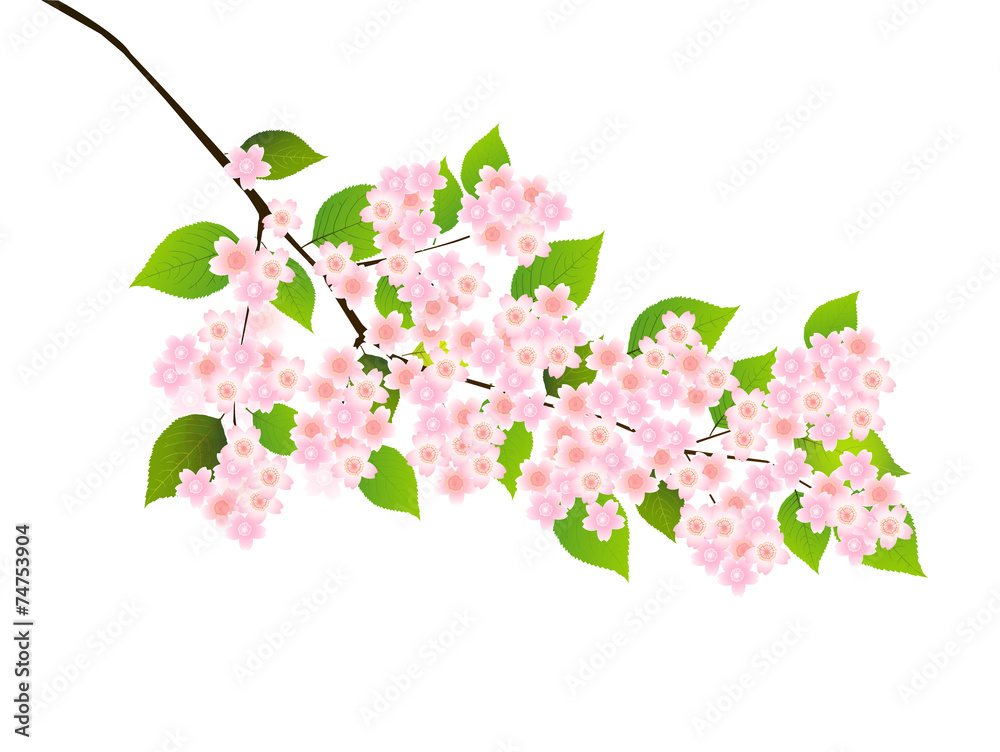 桜　花　春