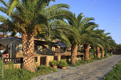 Palm trees on the site of Anthemus Sea Beach Hotel. photo
