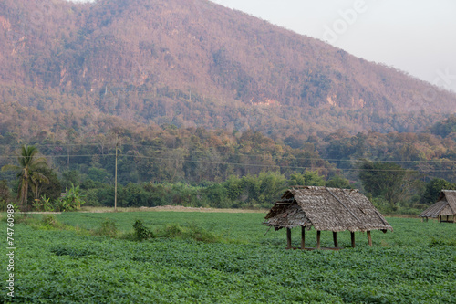 The Cottage in a Cornfield and mountain