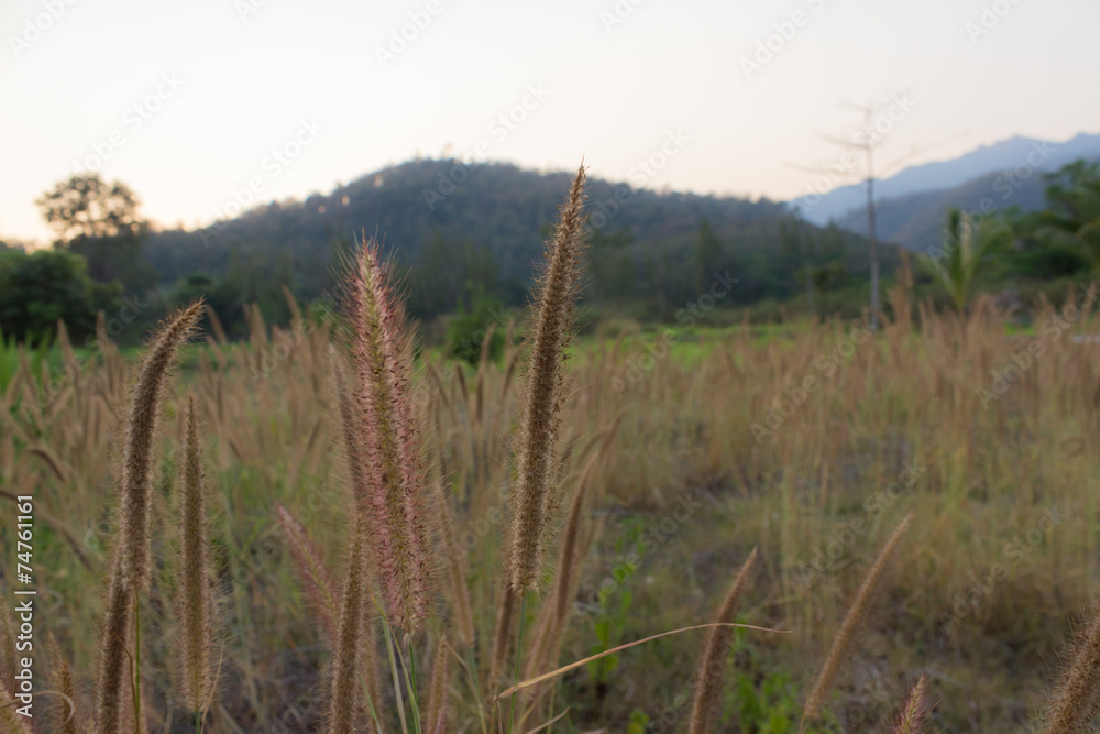 The grass flower with sunlight from sunset The grass flower with sunlight from sunset