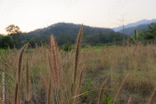 The grass flower with sunlight from sunset