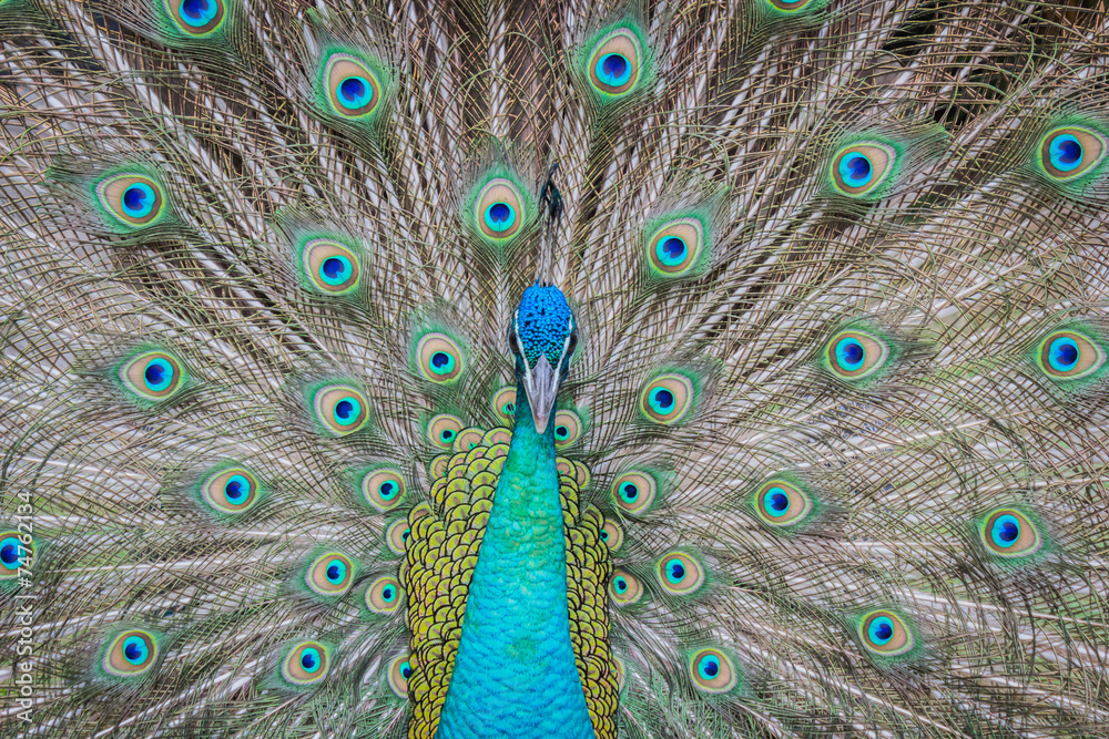 Fototapeta premium beautiful peacock with feathers