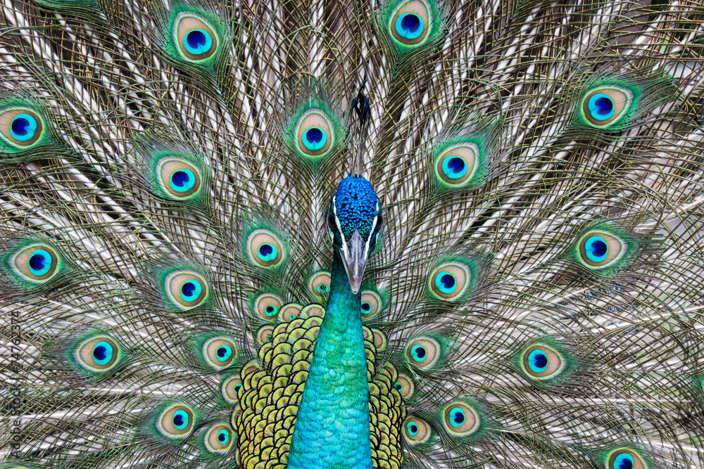 Obraz premium beautiful peacock with feathers