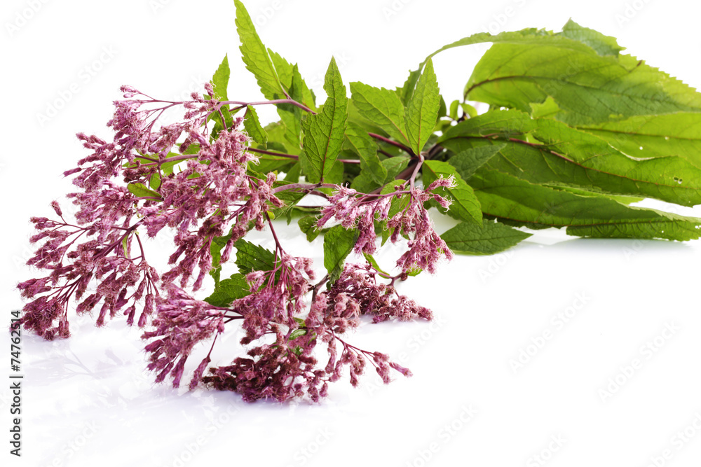 Wasserdost (Eupatorium)