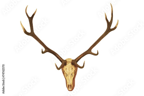 big stag hunting trophy