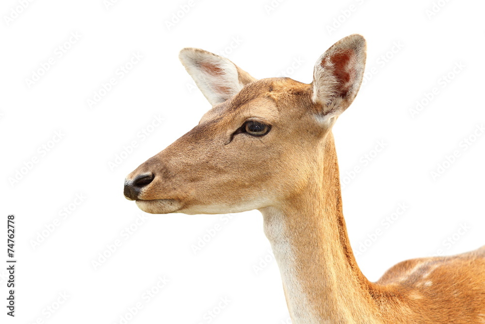 isolated portrait of deer hind