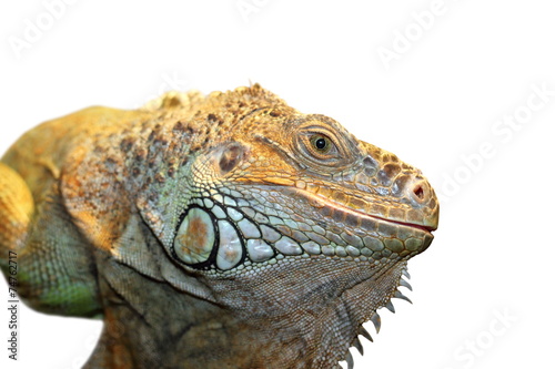 green iguana portrait
