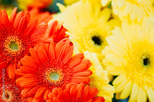 Background Beautiful Red And Yellow Daisy Flowers Gerbera. Toned