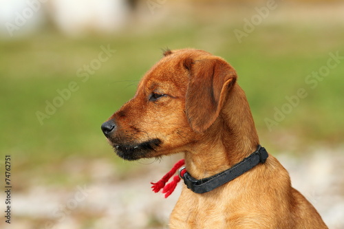 hungarian hunting dog outdoor portrait