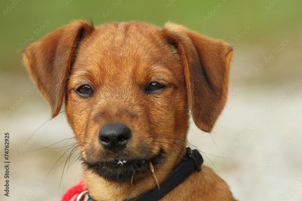 portrait of a vizsla puppy
