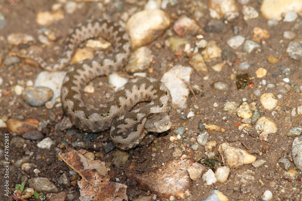 Fototapeta premium small vipera ammodytes on gravel