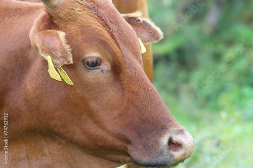 portrait of a zebu cow