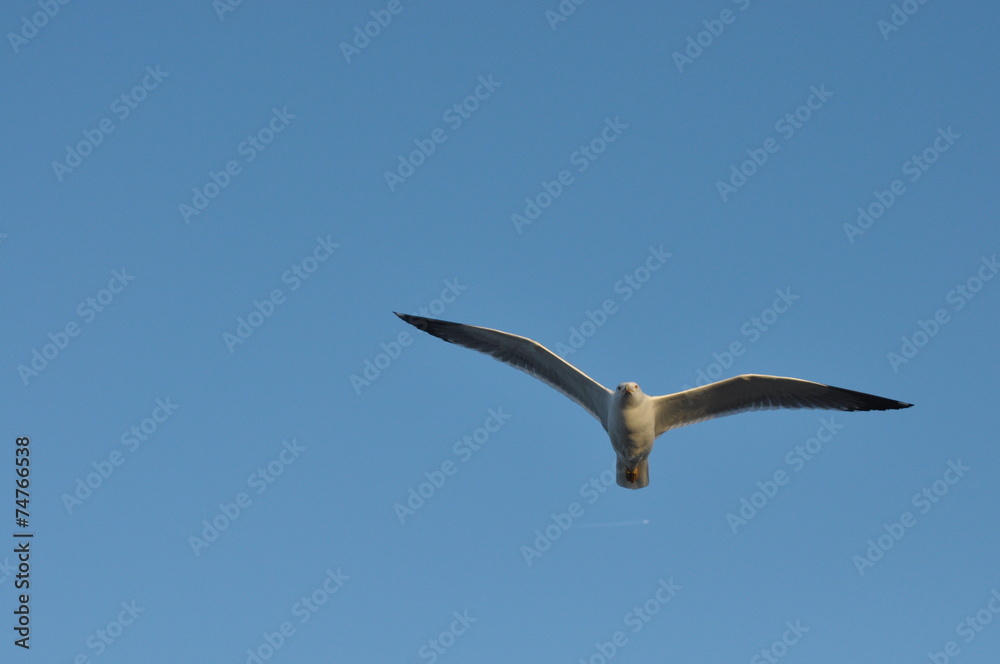 Seagull flying over your head. Alarming bird Seagull flying over your head. Alarming bird