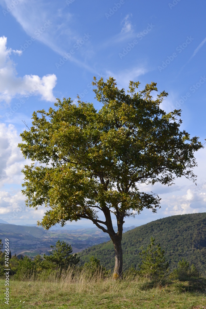 Obraz premium Albero Arceviese