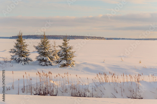 Sunset Spruce photo