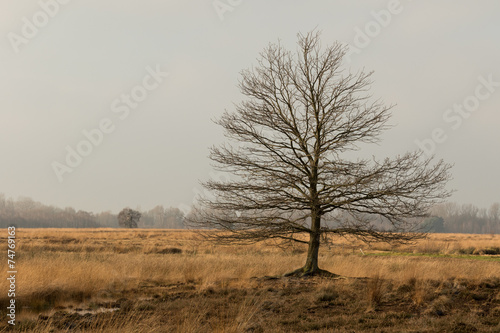 Wallpaper Mural abgestorbener Baum im Hochmoor Torontodigital.ca