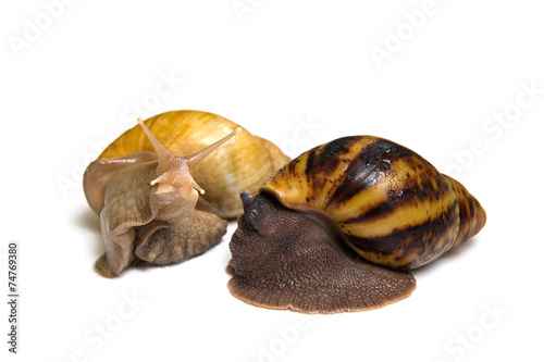 Giant african snail couple isolated