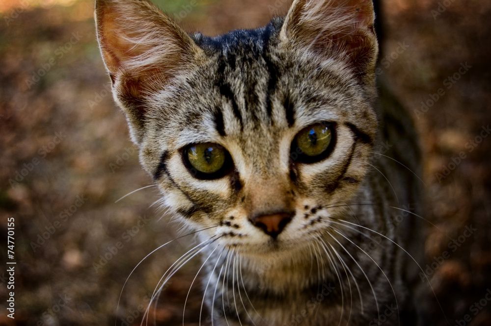 Tabby cat (grey tiger) close-up