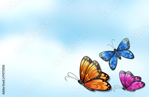 Butterfly