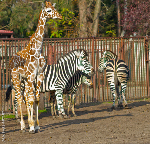 Canvas Print Zebras and giraffes