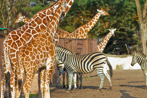 Photography Zebras and giraffes