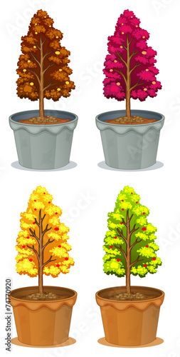 Four pots of plants