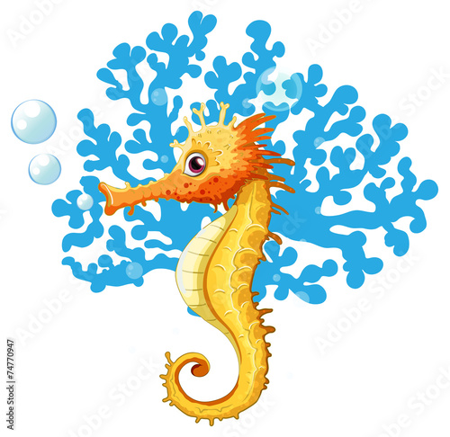 A seahorse underwater