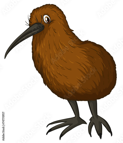 Kiwi bird