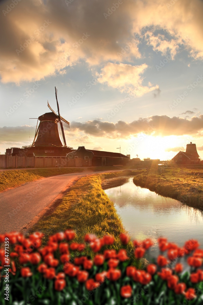 Fototapeta premium Dutch windmills with red tulips close the Amsterdam, Holland