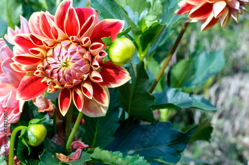 beautiful dahlias in garden photo