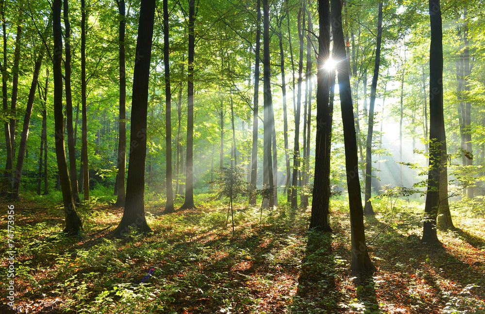 Obraz premium forest